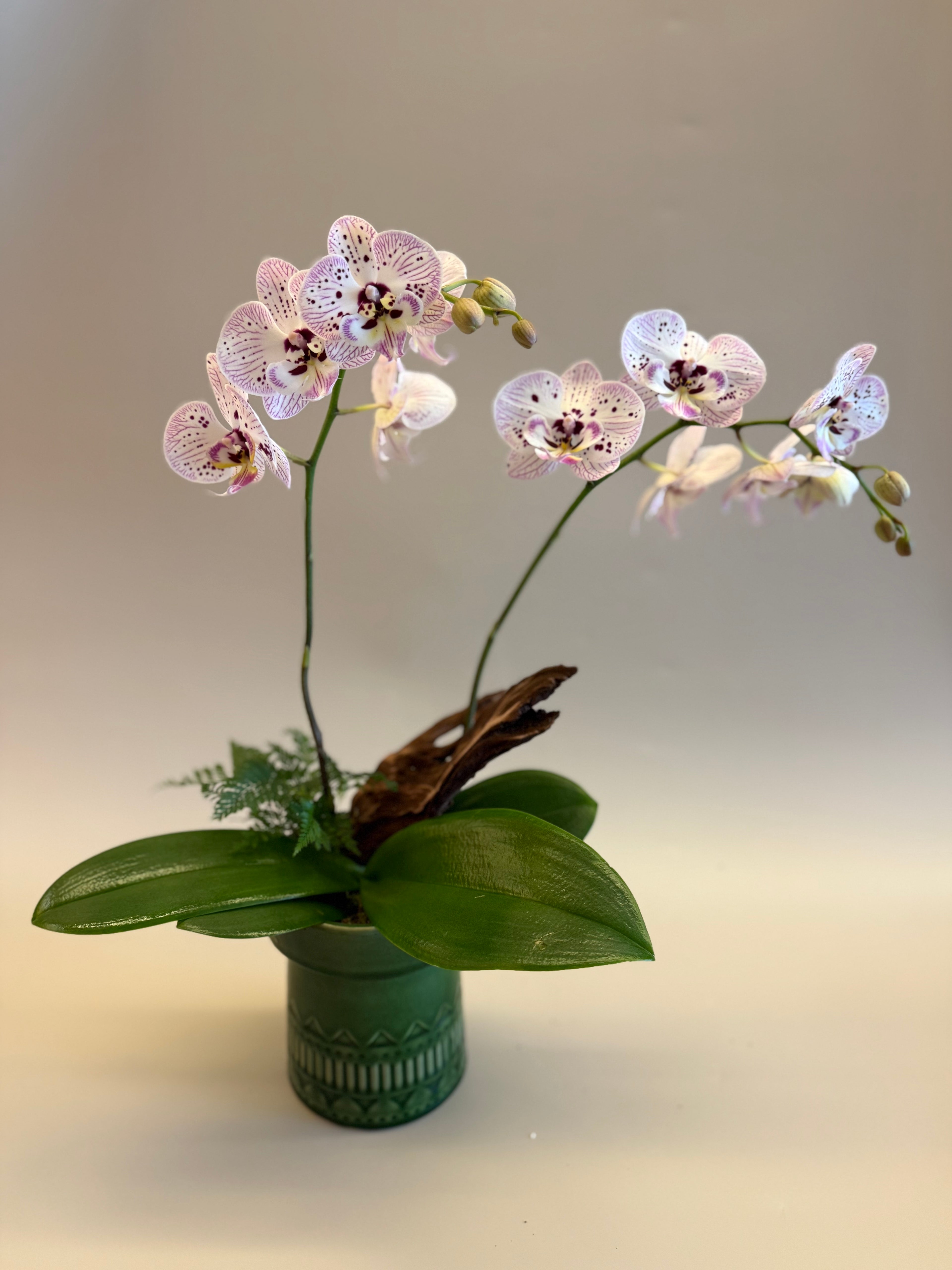 胡蝴蘭盆栽 Orchid Arrangement
