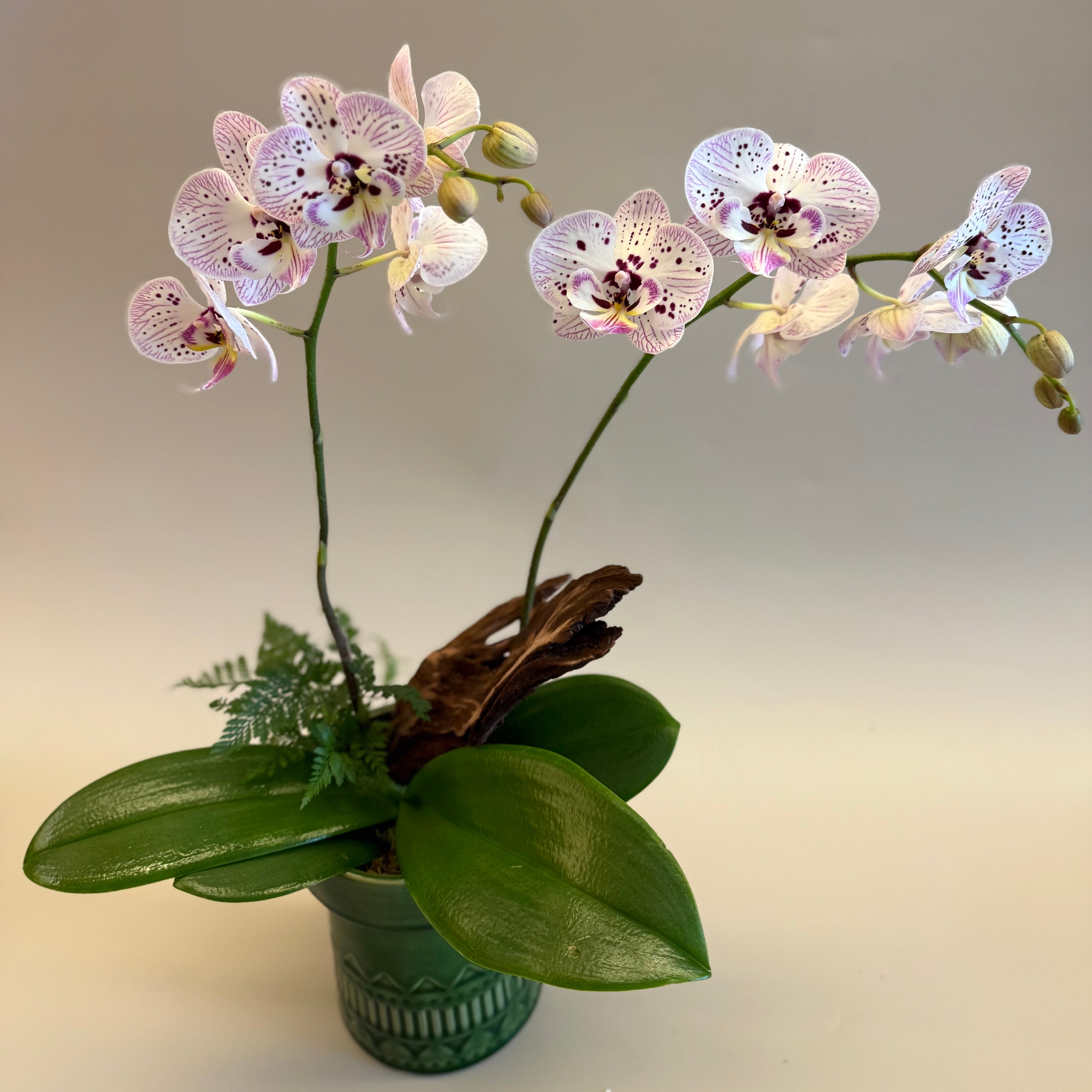胡蝴蘭盆栽 Orchid Arrangement