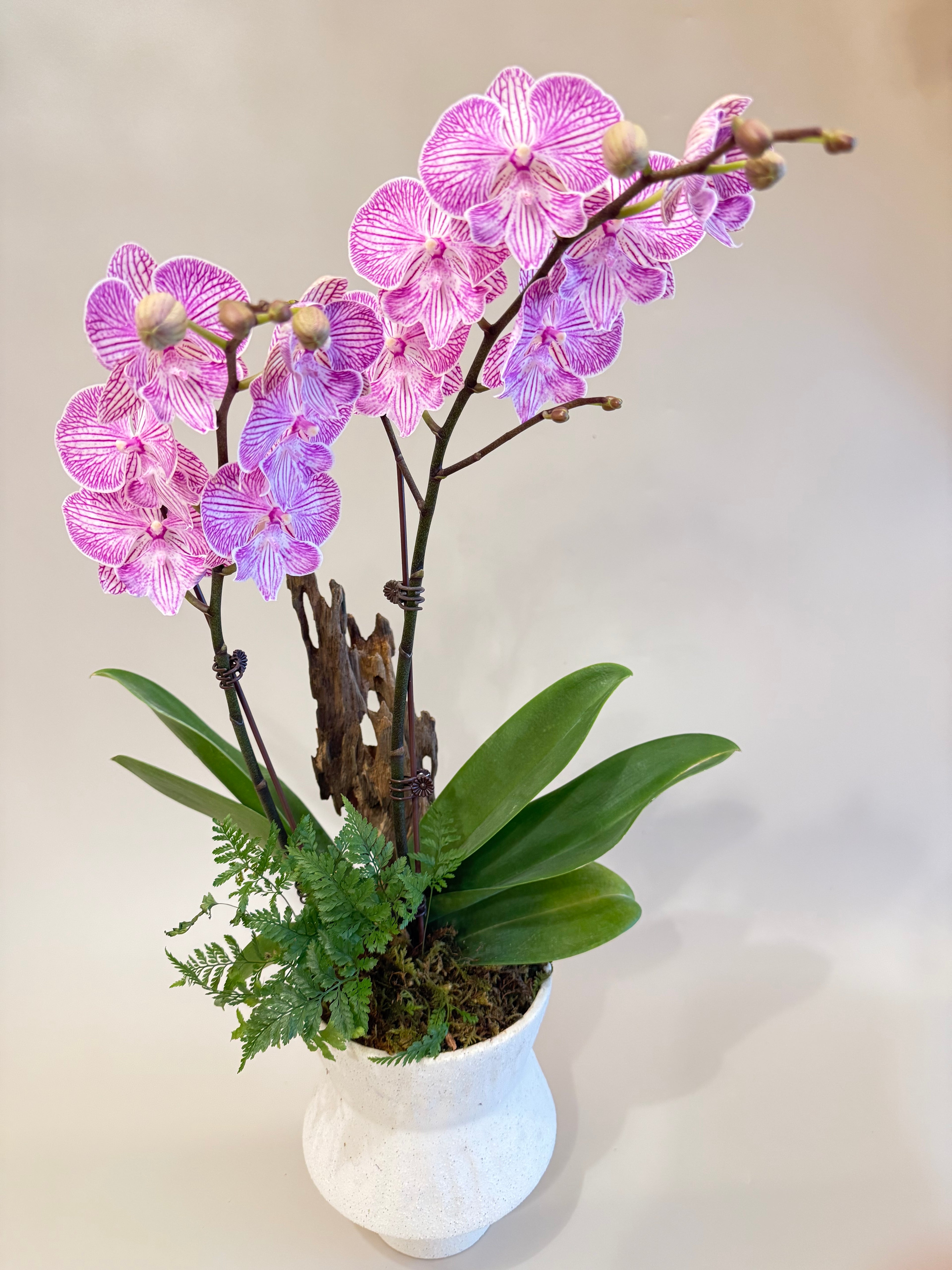 胡蝴蘭盆栽 Orchid Arrangement