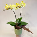 胡蝴蘭盆栽 Orchid Arrangement