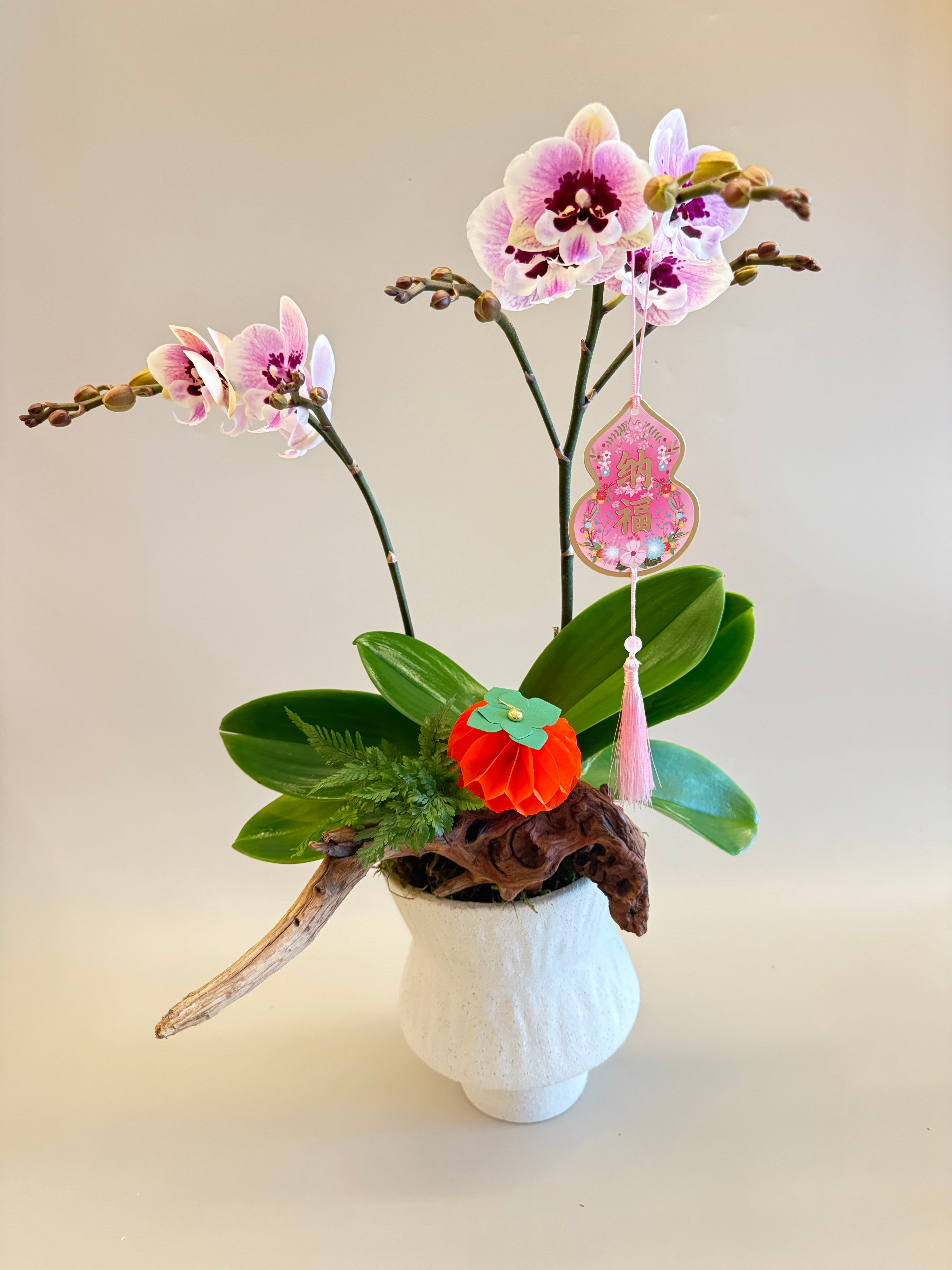 胡蝴蘭盆栽 Orchid Arrangement