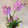 胡蝴蘭盆栽 Orchid Arrangement