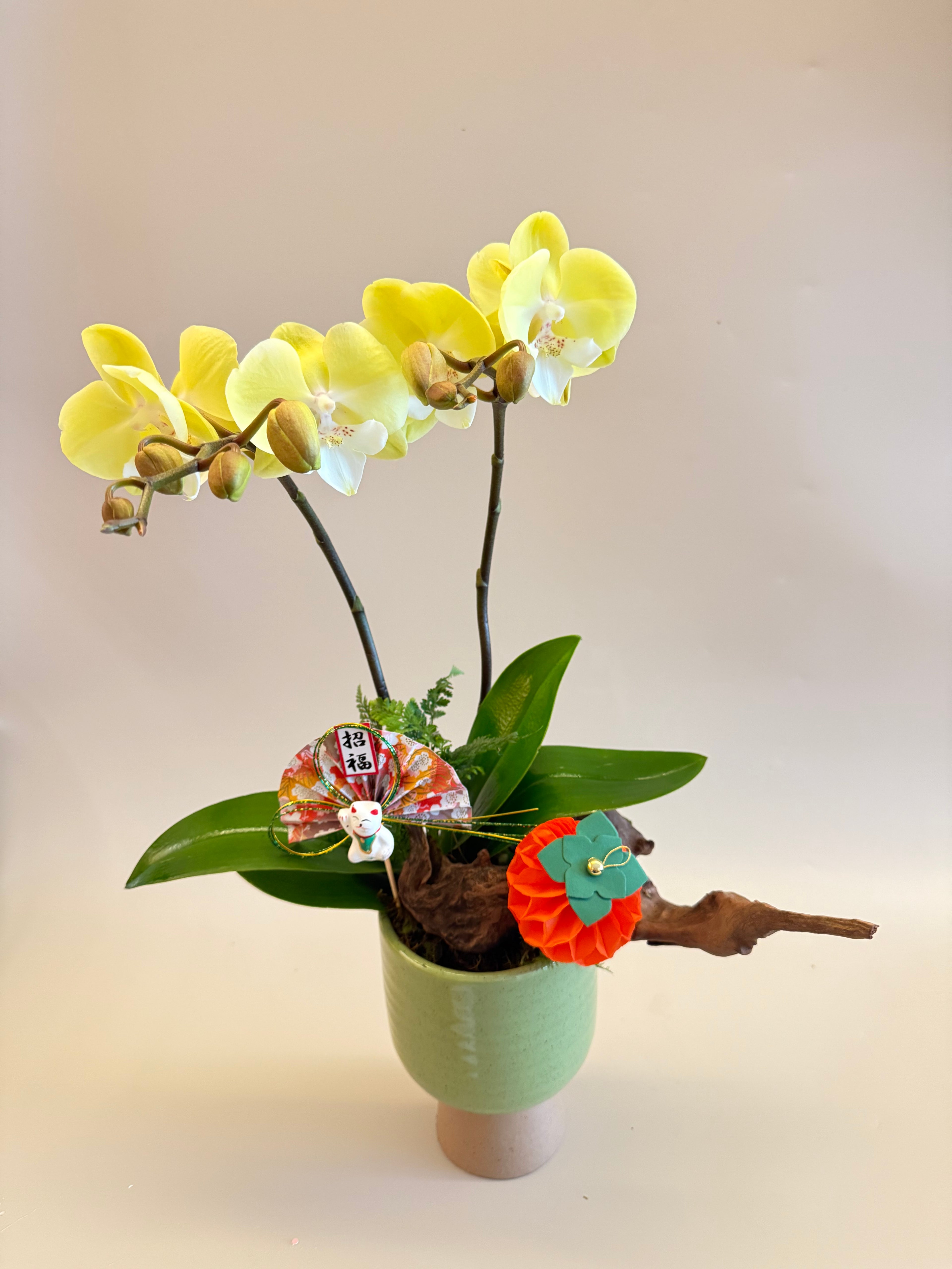 胡蝴蘭盆栽 Orchid Arrangement