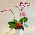 胡蝴蘭盆栽 Orchid Arrangement
