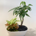 發財樹盆栽 Money Tree Arrangement
