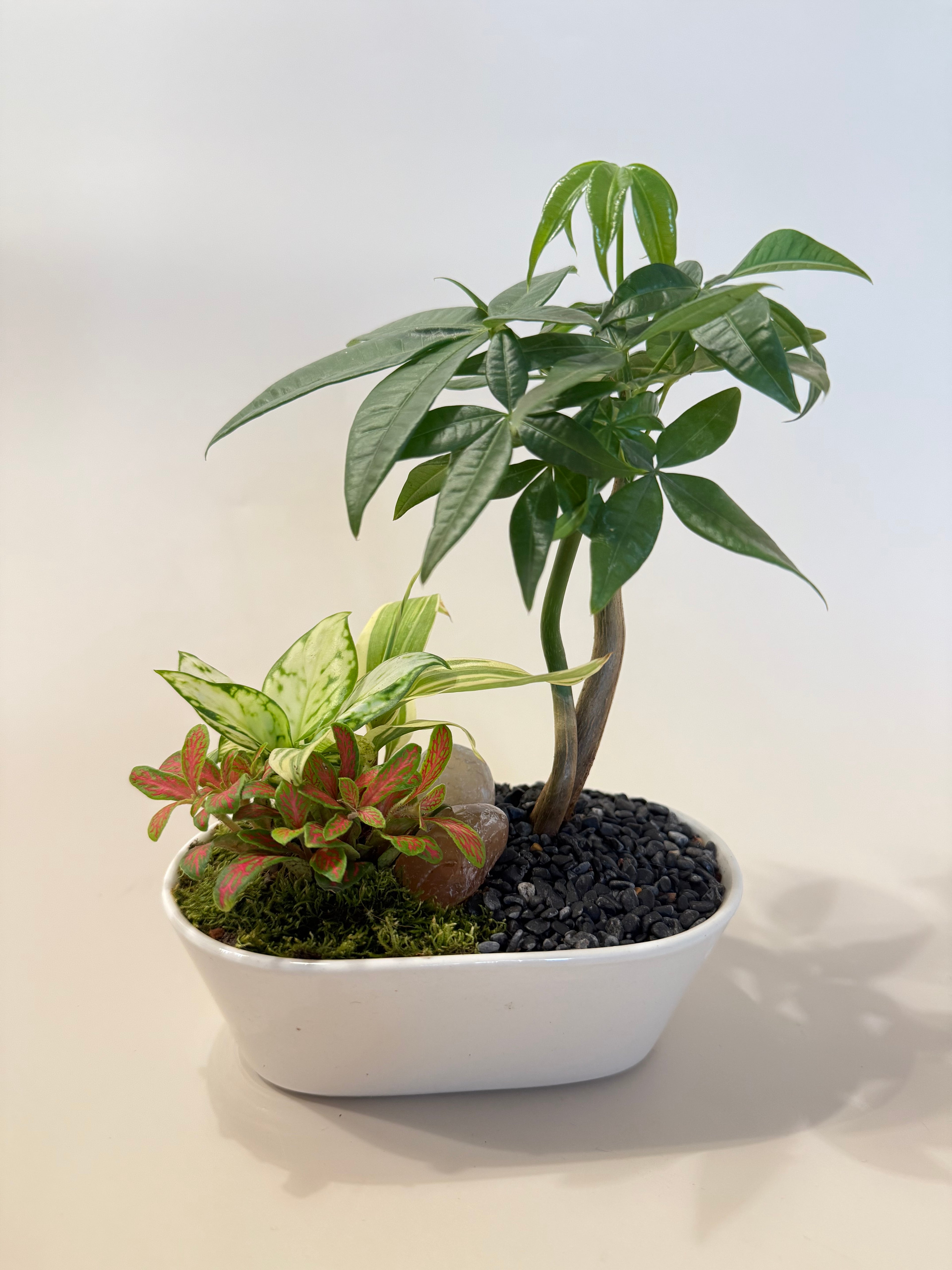 發財樹盆栽 Money Tree Arrangement