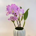 石斛蘭盆栽 Dendrobium Arrangement